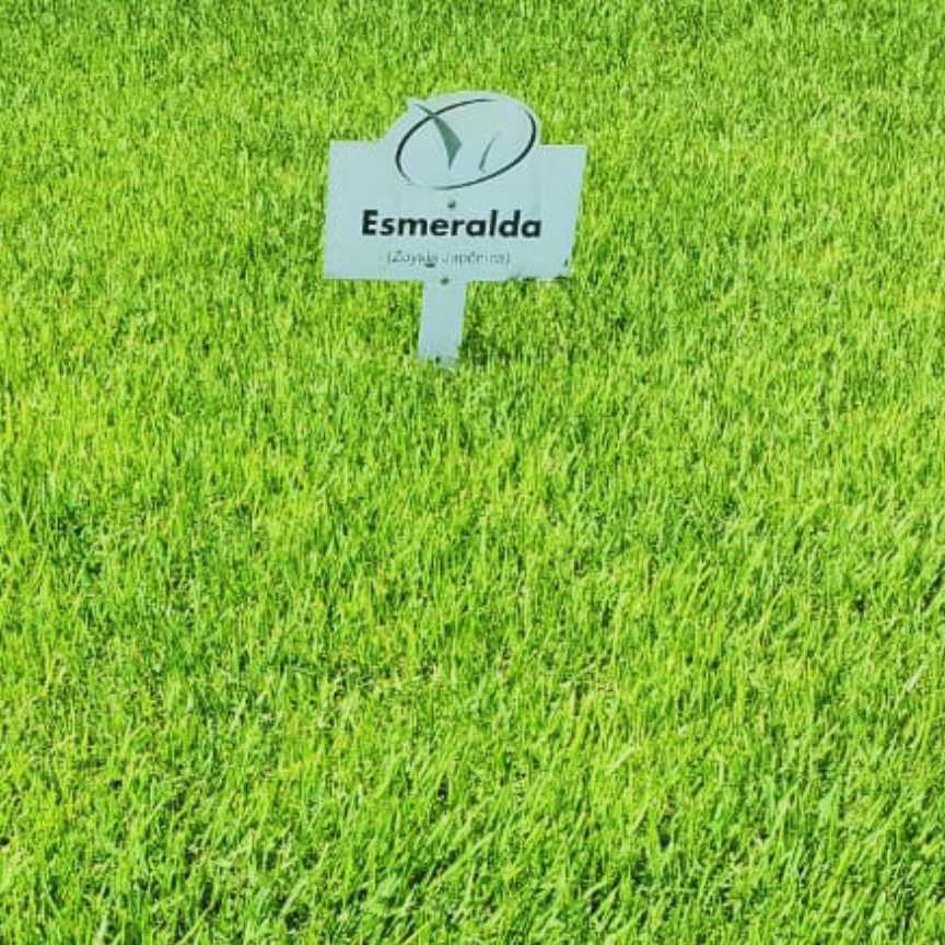 Grama Esmeralda (Zoysia Japônica)